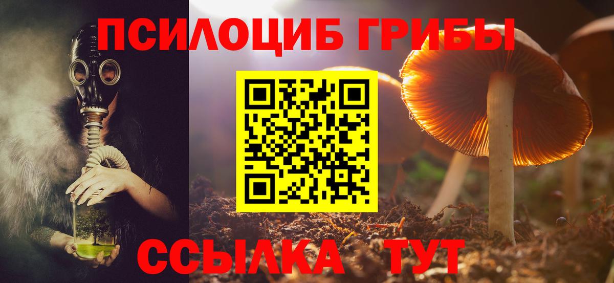 Тихвин  Псилоцибиновые грибы MAGIC MUSHROOMS  что такое   Вход с VPN  Псилоцибиновые грибы Psilocybine cubensis 